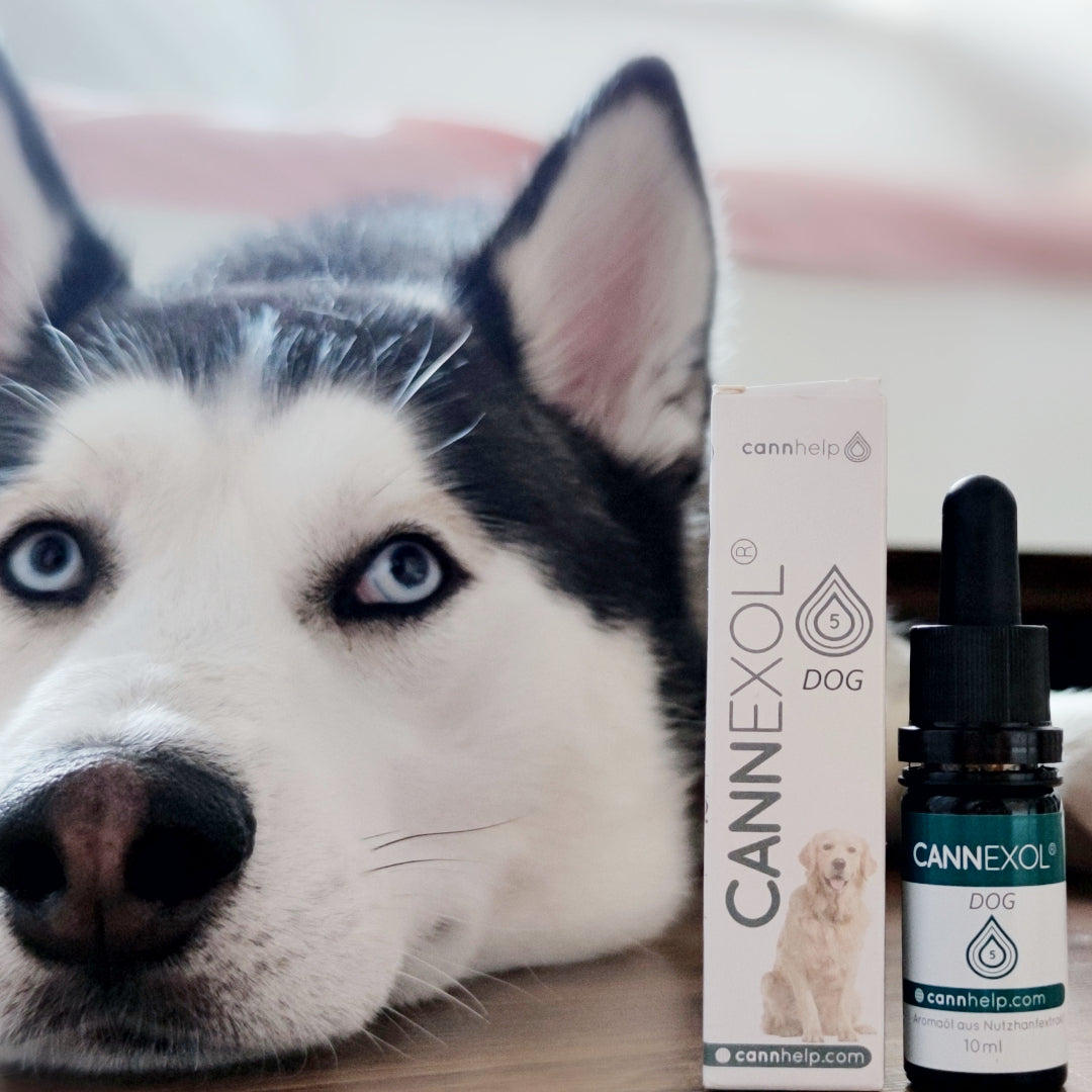 Auch Hunde fühlen sich wohl' mit CANNEXOL