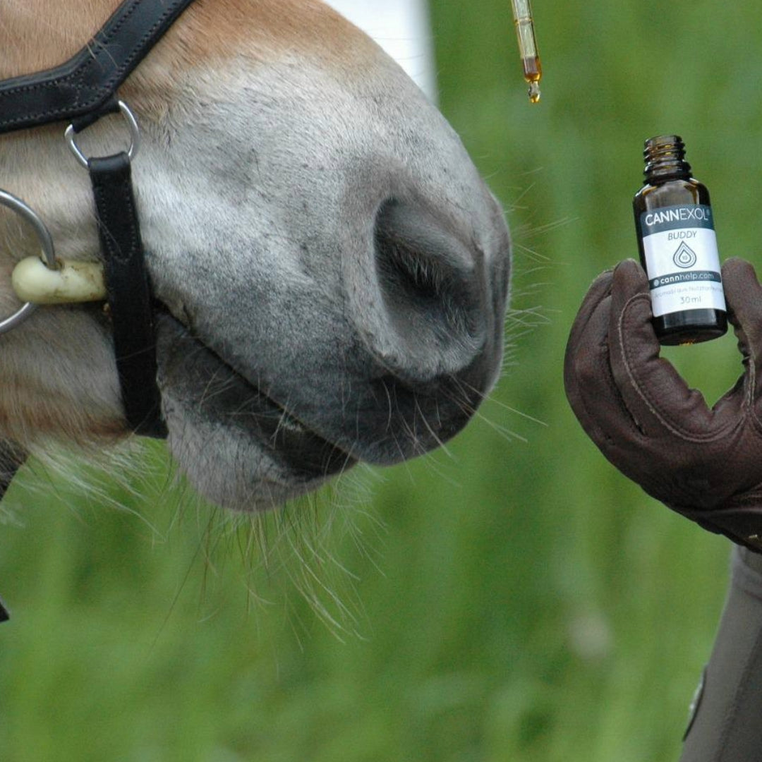 Auch Pferde fühlen sich wohl' mit CANNEXOL