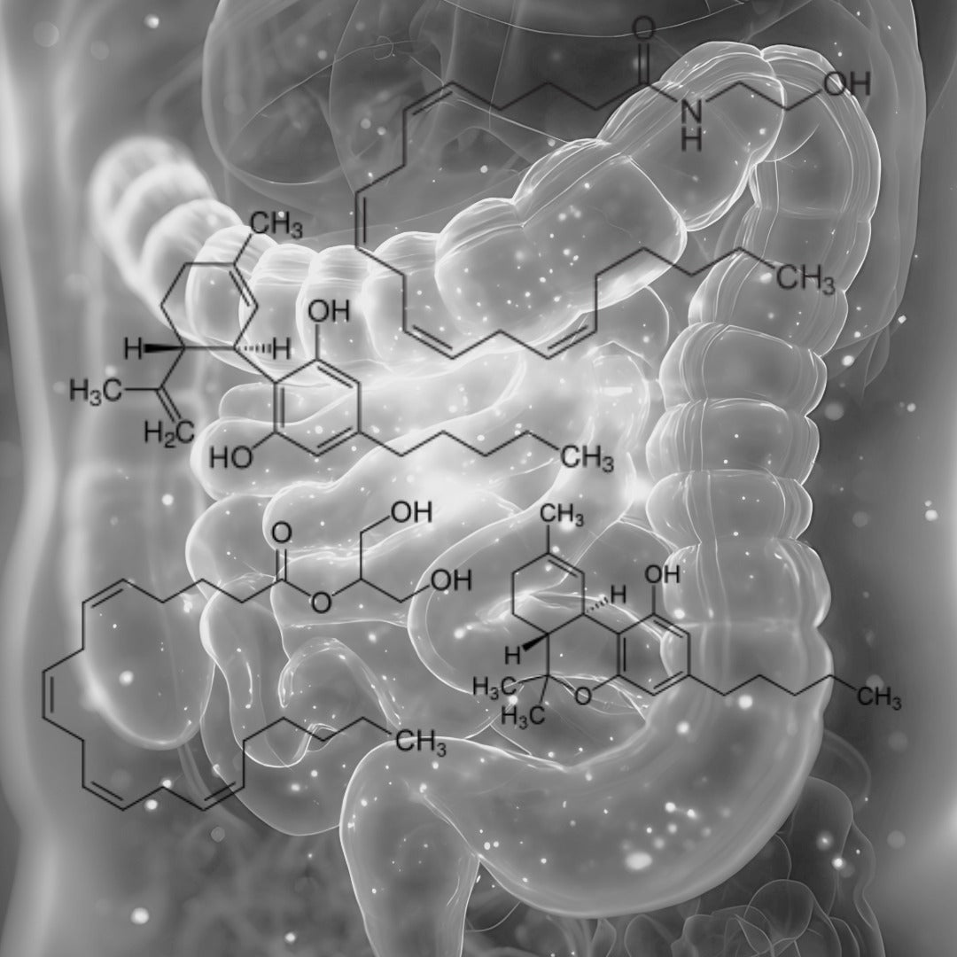 Endocannabinoid-System und Darmflora