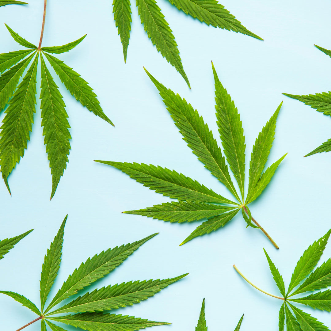 Das Endocannabinoidsystem (ECS)