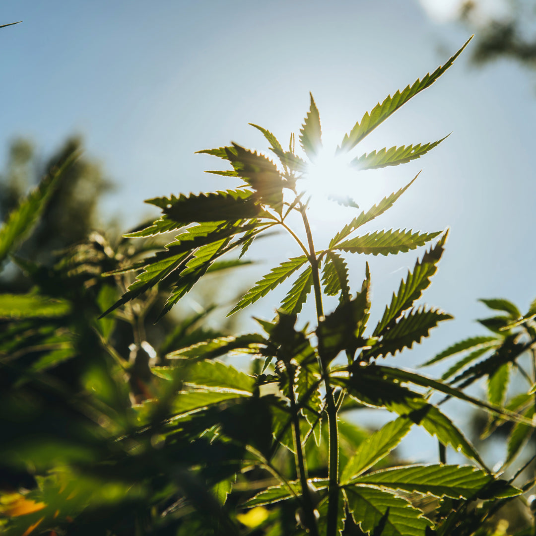 Was sind Cannabinoide