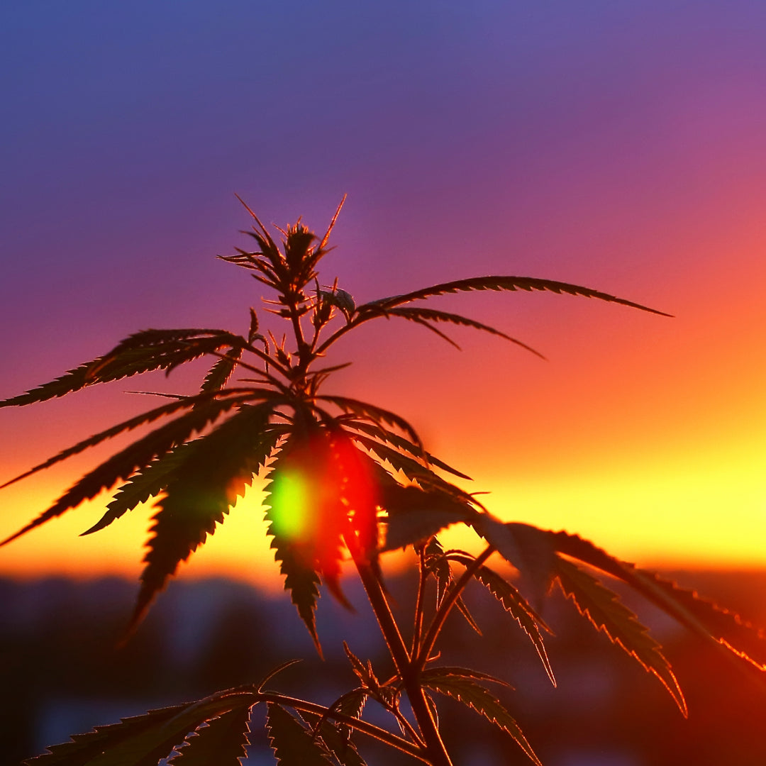 Vollspektrum, Breitspektrum und Pure Cannabinoide