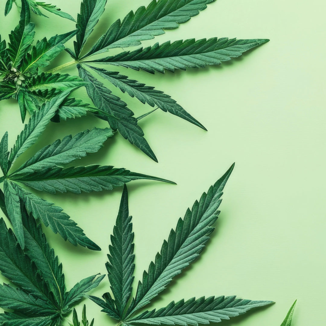 Was Sie schon immer über Hanf wissen wollten