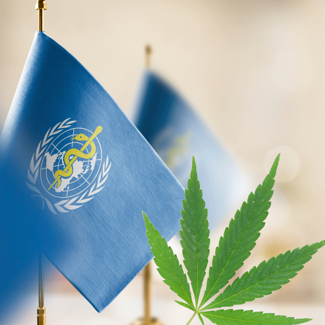 Was sagt die World Health Organization zu CBD?