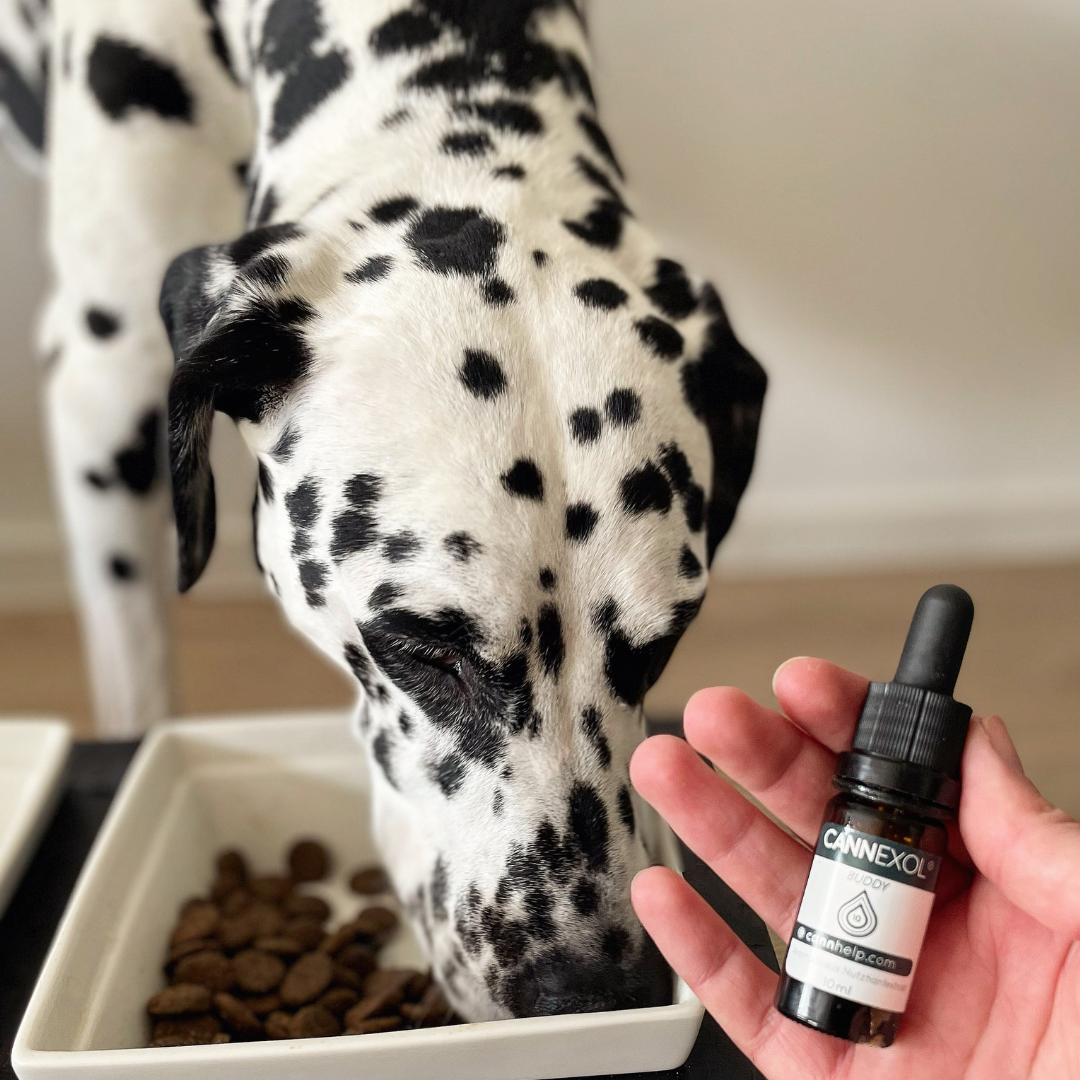 Dalmatiner mit CANNEXOL DOG