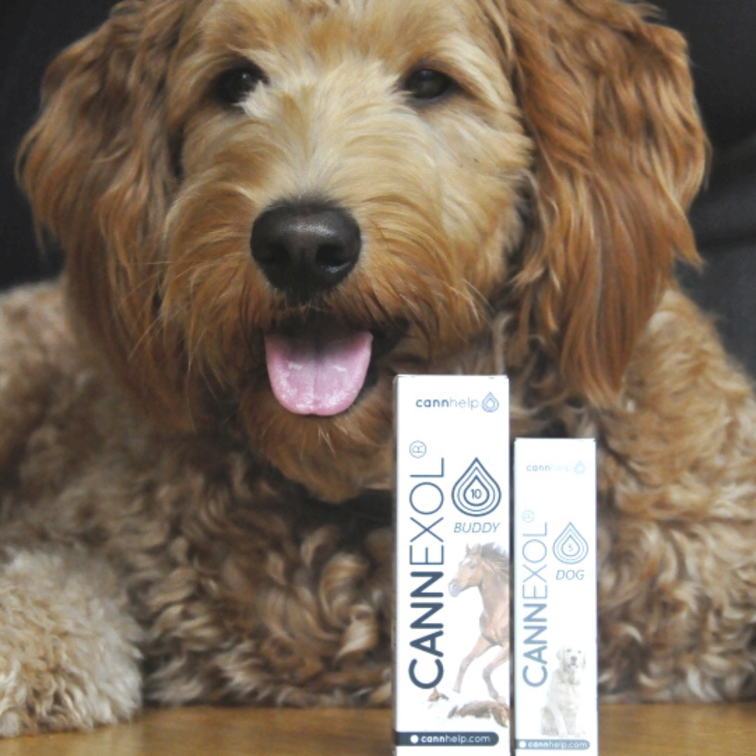CBD Öl für Hunde