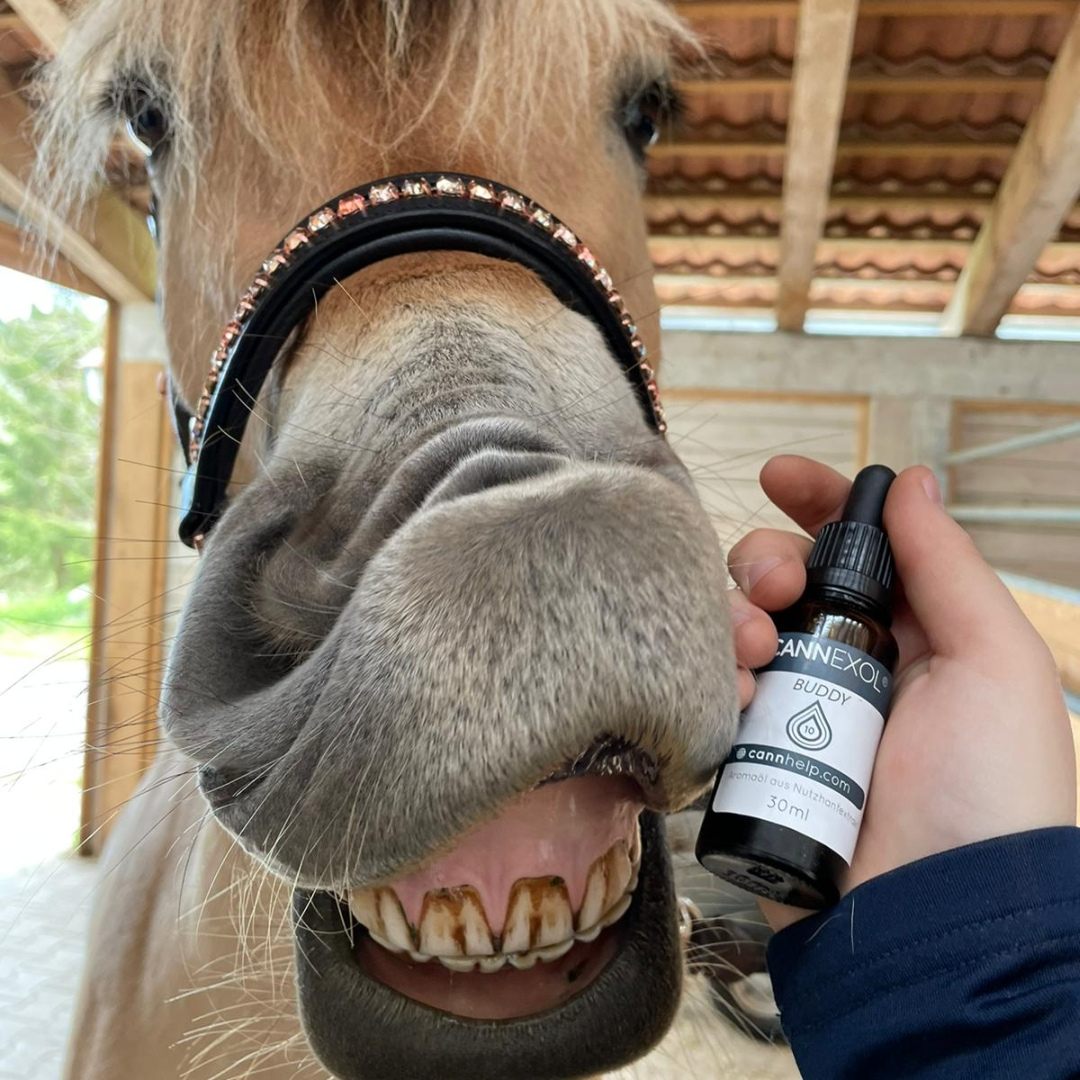 CANNEXOL_buddy_10_pferdgauner_lifestyle2