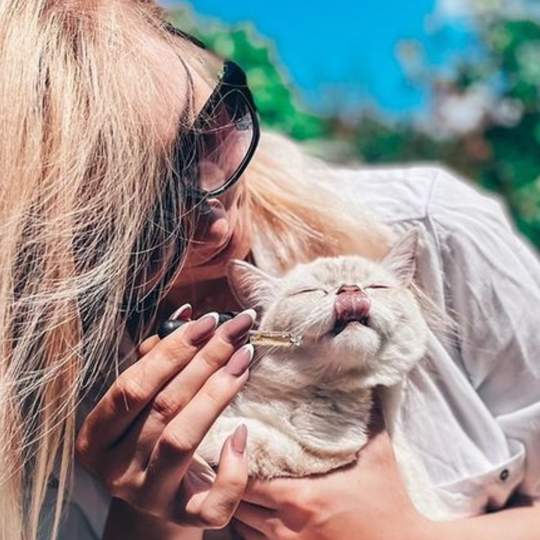 CANNEXOL für Katzen CBD