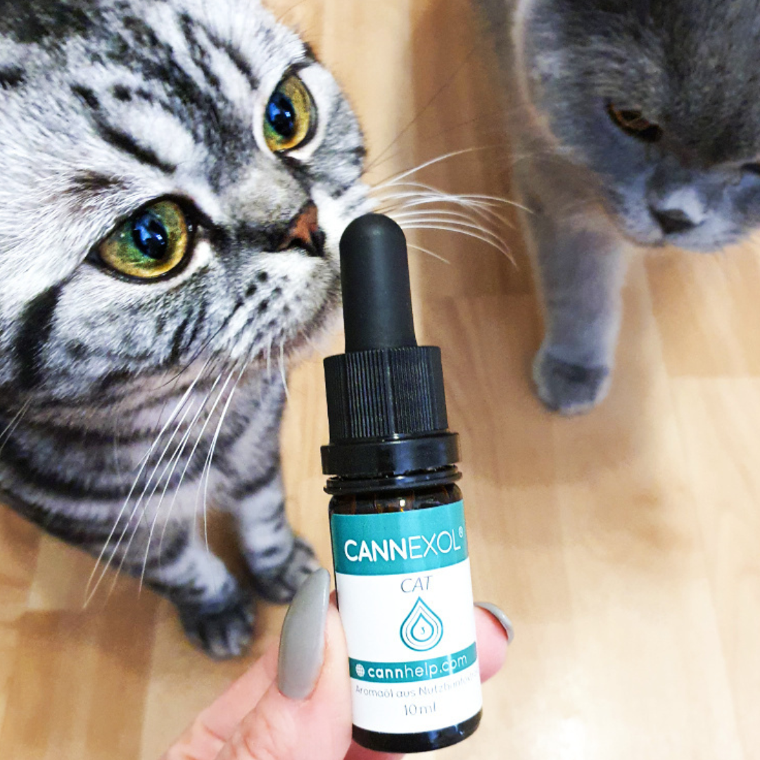 CANNEXOL CBD Öl für Katzen 3% CBD