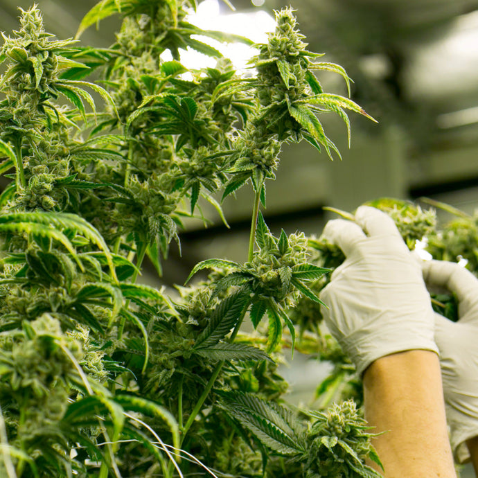 CBD Blüten: Wirkung, Anwendung & Unterschiede zu CBD Öl