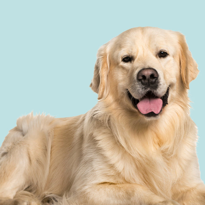 CBD Öl für Hunde