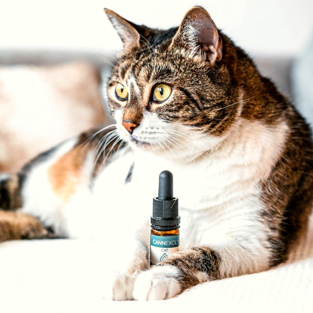 CBD Öl für Katzen