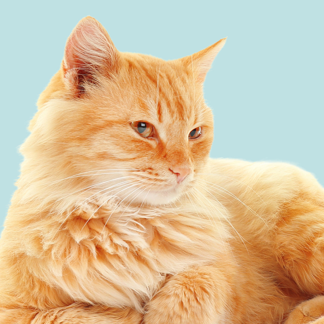 CBD Öl für Katzen