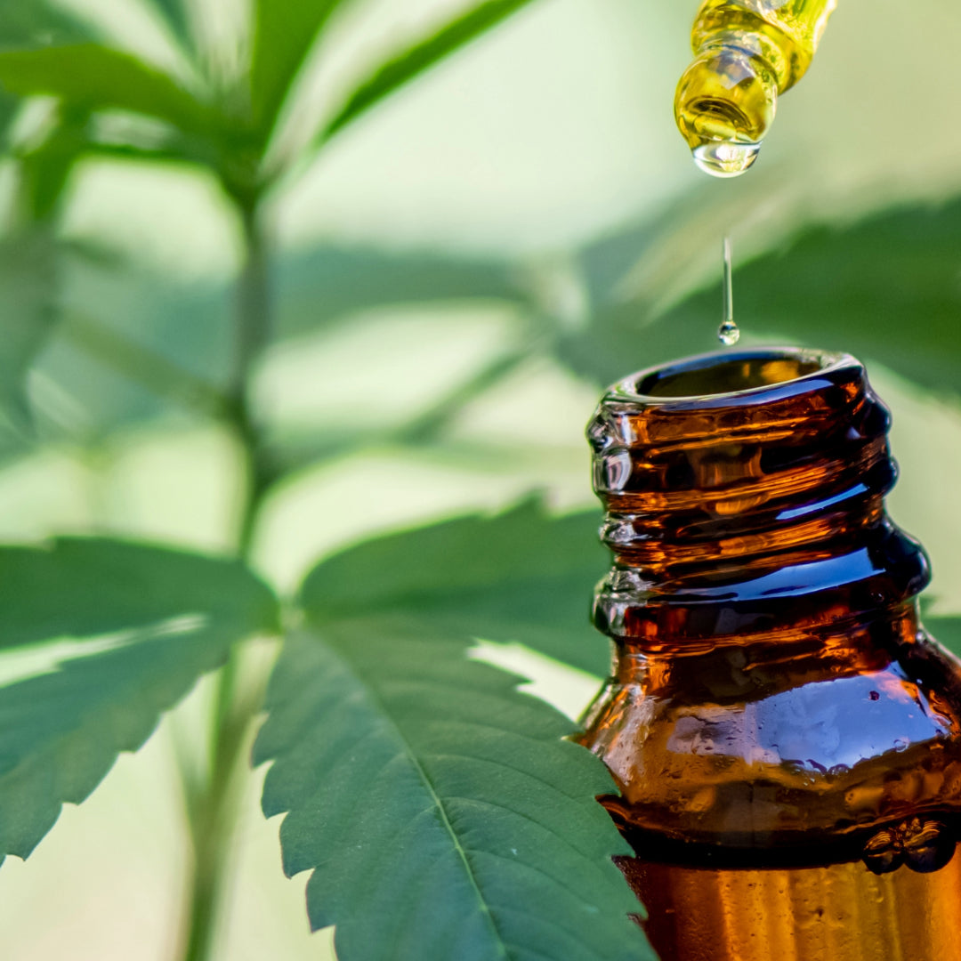 Worauf beim Kauf von CBD Öl zu achten ist?