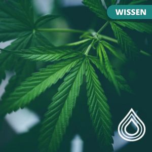 Cannabinoide CBD
