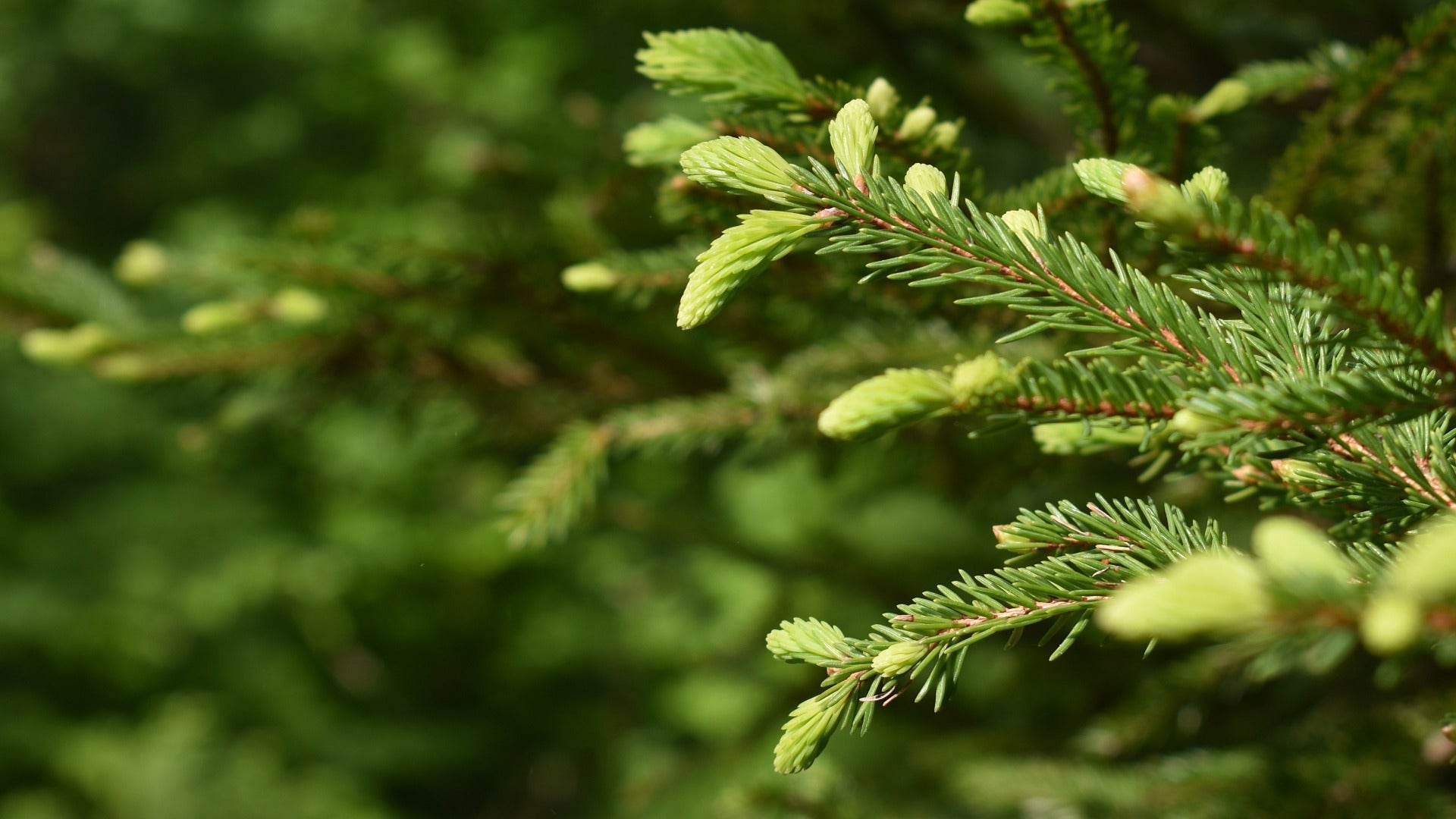 Fermentierter Sirup und Kräuteressenzen